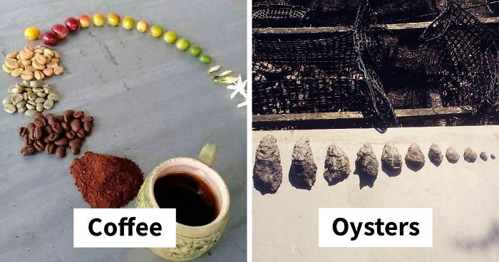 People Are Sharing Photos Of Life Cycles Of Different Living Things (24 Pics)