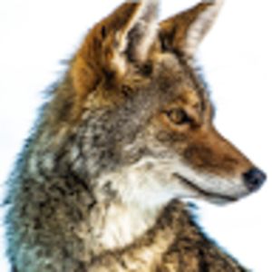 willlouderback avatar