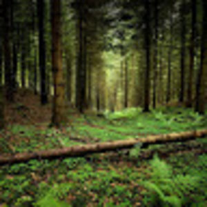 aimeemccormick avatar