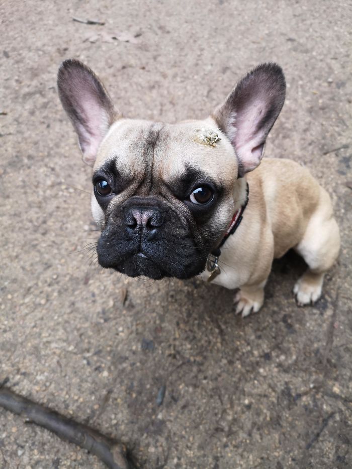 A Bird Has Just Pooed On My Dogs Head