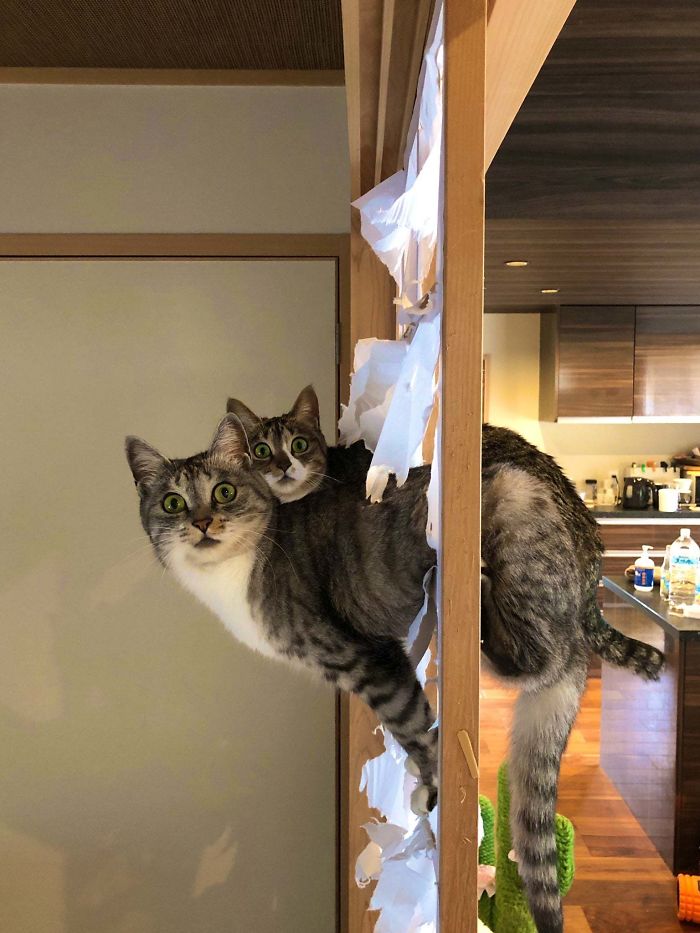 This.... This Isn't What It Looks Like.