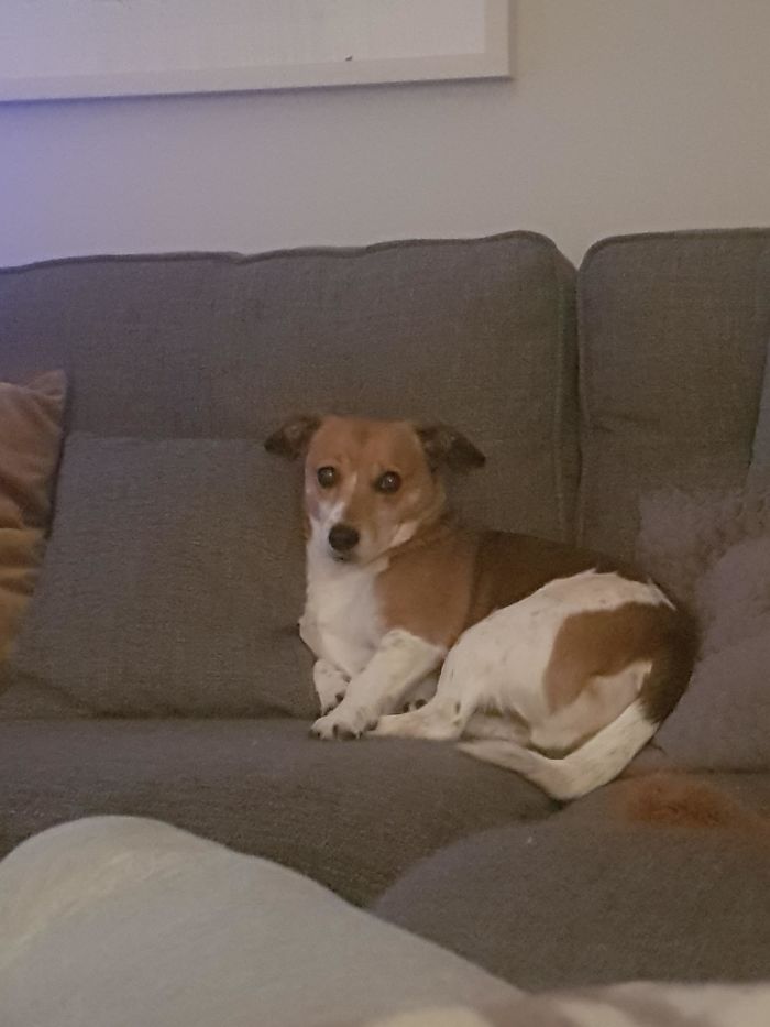 I Farted And My Dog Moved To The Far Side Of The Sofa And Has Been Looking At Me Like This Since