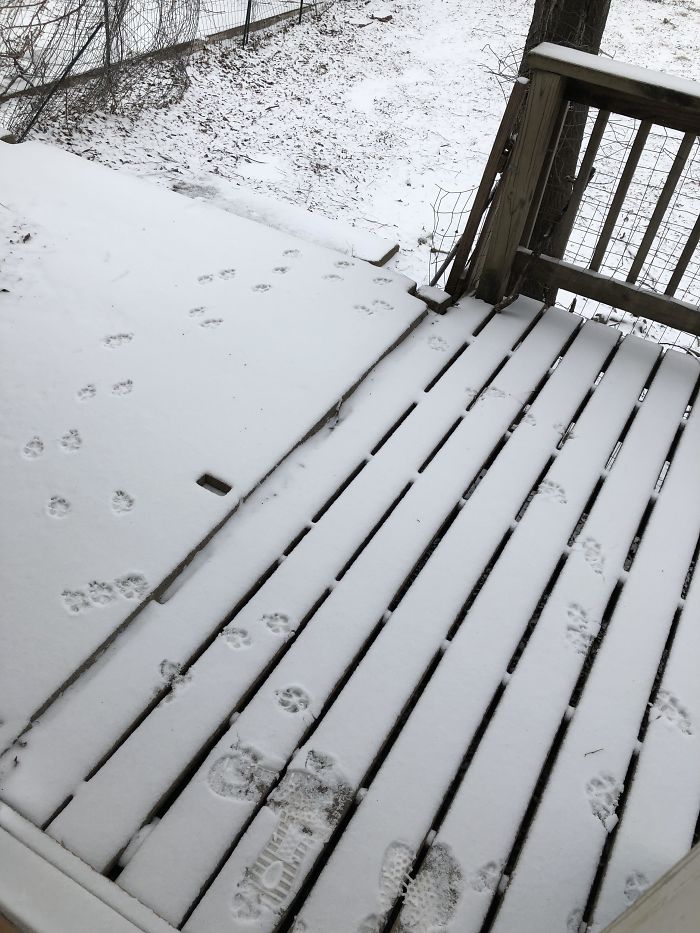 My Dog Made A “Nope” Circle This Morning