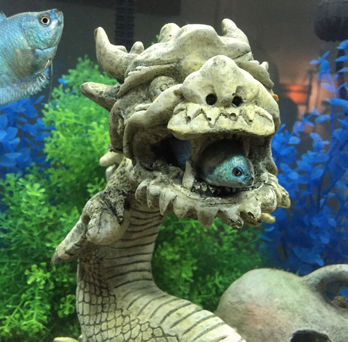 This Is My Dumb Fish, Deb, Stuck In The Mouth Of A Dragon Decoration For The Third Time This Week