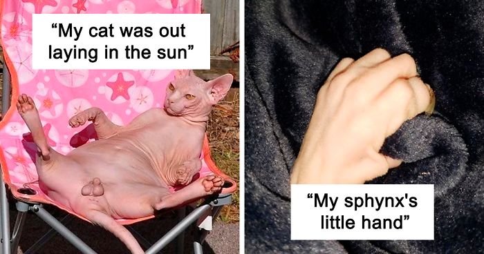 30 Times Sphynx Cats Proved They’re Not The Best Photo-Models
