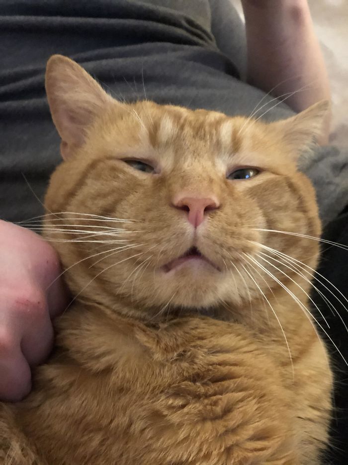 Saw The Vet Today. He Said I Should Stop Eating My Delicious Cardboard Scratcher, Then He Called Me “Unruly”