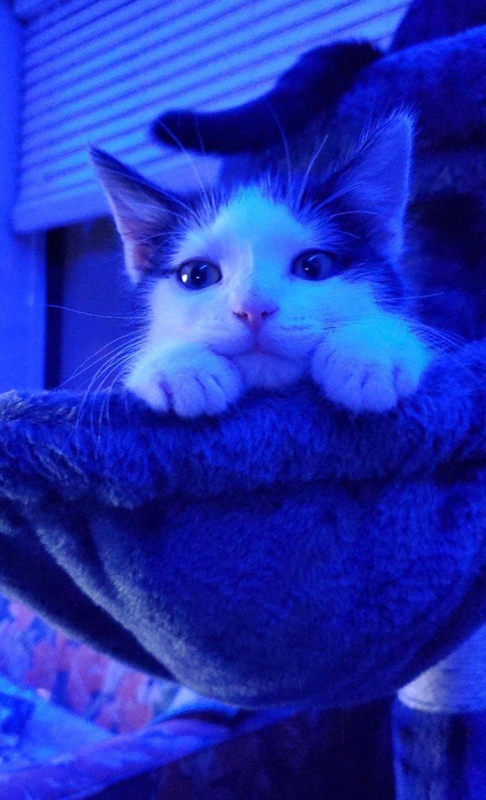 My BF And I Adopted A Quarankitty A Month Ago, Safe To Say He’s Settling In Well. We’ve Found He Likes To Scream At Your Feet To Be Picked Up