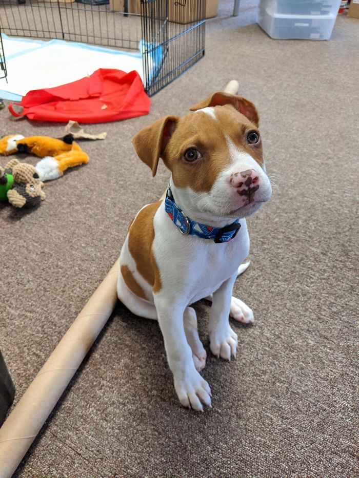 Most Of My Family Is Allergic, So We Could Never Have A Dog Growing Up. I'm 33 And Just Adopted For The First Time. Reddit, Meet Ava