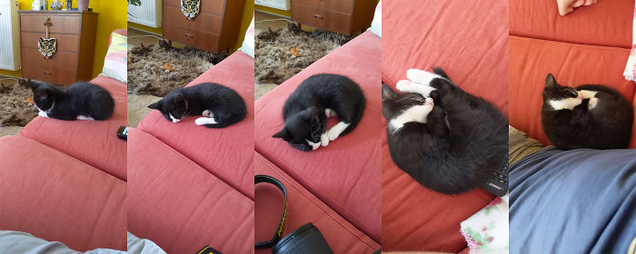 Adopted A Kitten Today. Here Is Him Warming Up To Me Over The Span Of An Hour