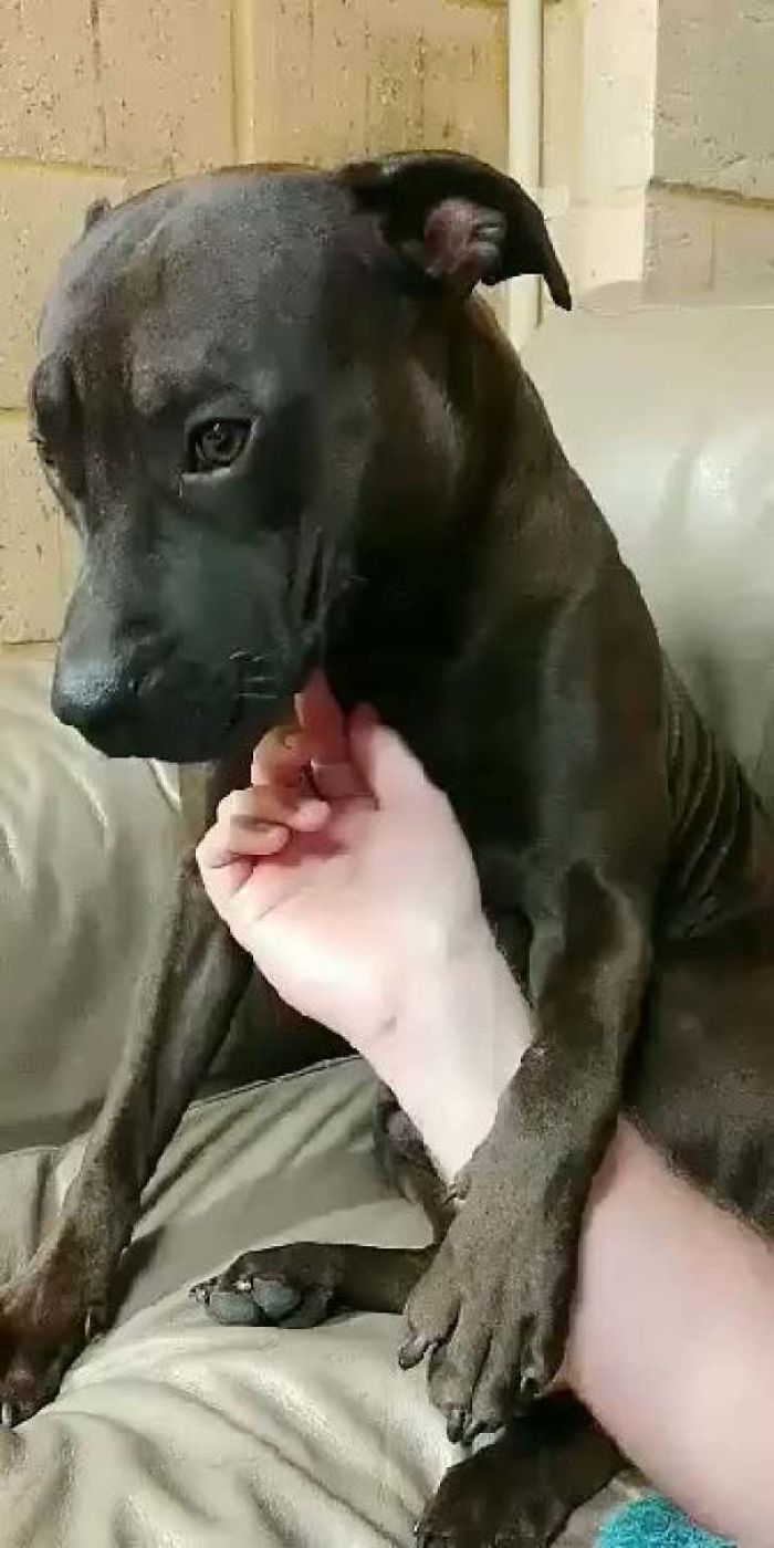 We Adopted This Guy A Couple Of Weeks Ago. I Think He's Finally Settling In