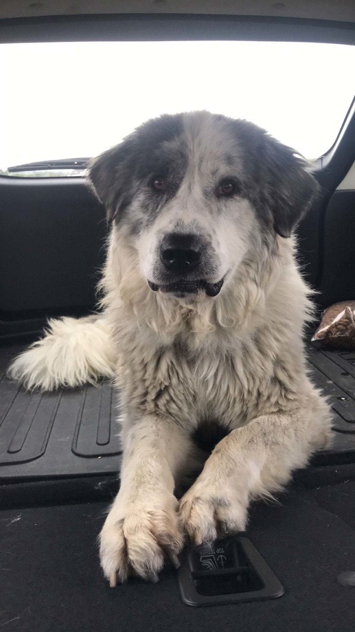 Adopted A Dog Today. Say Hi To Luna