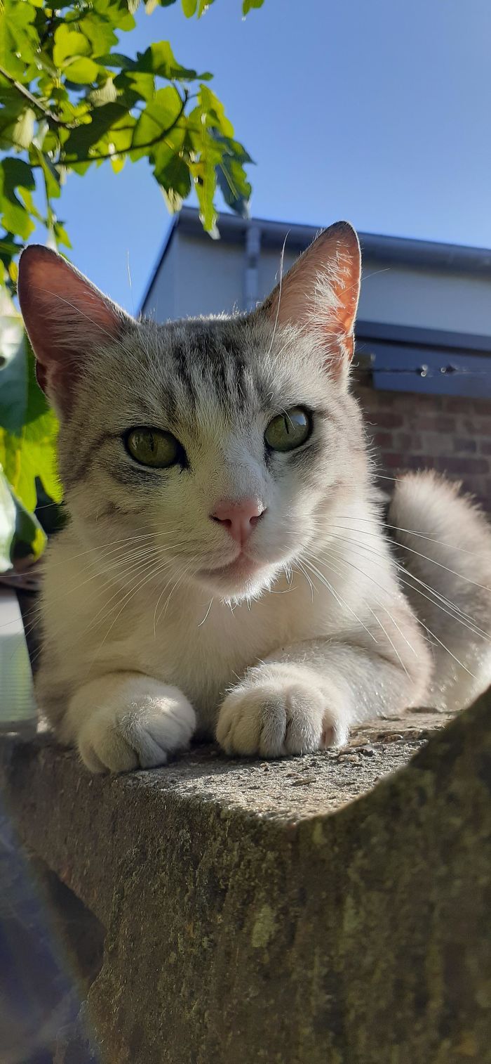 Everyone Says Hello To Cloud, My Adopted Cat. It's His Second Day With Me. I Love His Eyes And He Loves To Hug Me