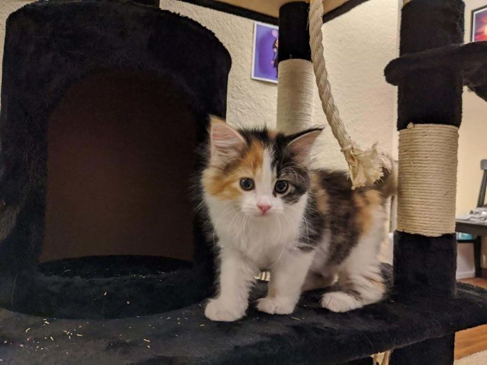 I Adopted This Kitten Today! Everyone, Meet Basil!