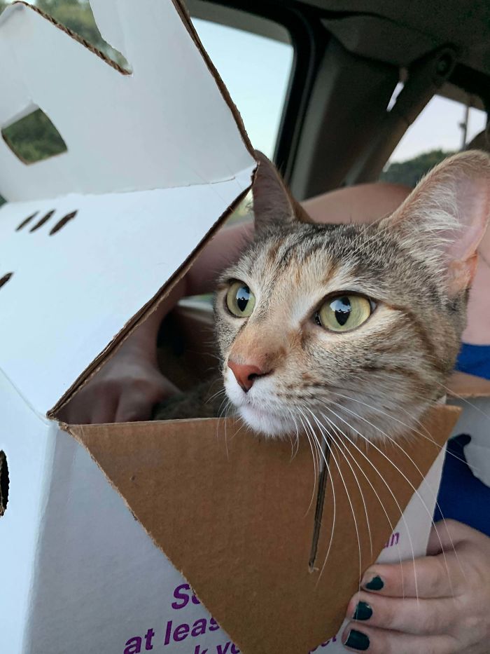 My First Adopted Pet, Meet Ranger!