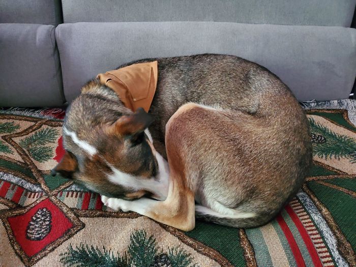 Adopted A Retired Alaskan Sled Dog. They Said She Was Ready For The Couch Life, They Weren't Kidding