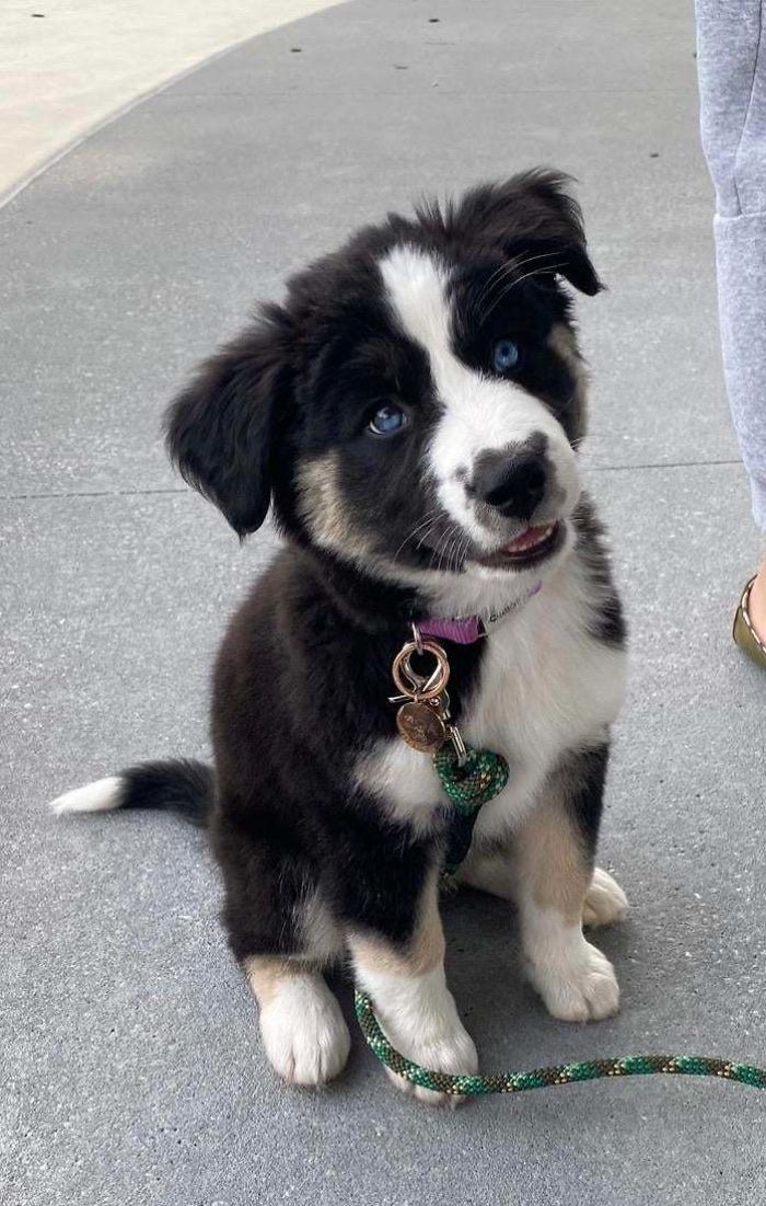 Finally Adopted My First Baby. Meet Kida - Part Dog, Part Build-A-Bear