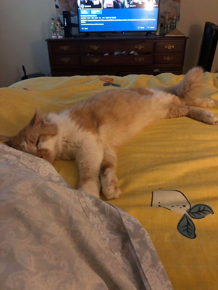 I Adopted Him Two Hours Ago And He Was Purring Before He Got Out Of The Carrier