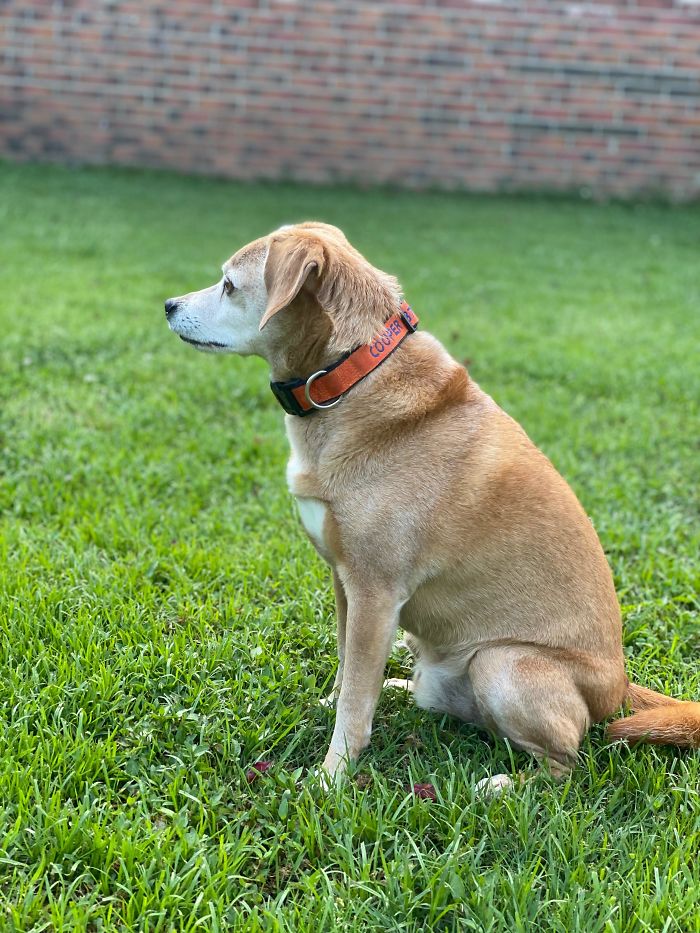 When We Went To Pay For Cooper’s Adoption Fee, The Humane Society Surprised Us With The News That The Person That Surrendered Him As A Puppy With His Siblings Paid For All Of Their Adoption Fees So They Wouldn’t Be Put Down And Someone Could Adopt Him