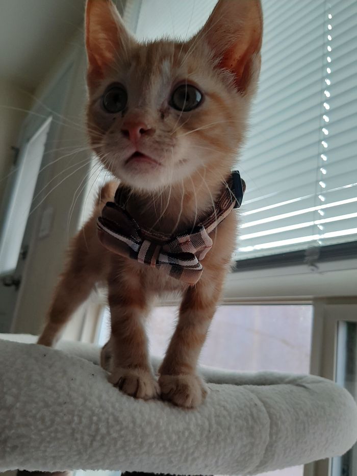 Adopted The Sweetest Boy Yesterday, Hasn't Even Grown Into His Bowtie Yet