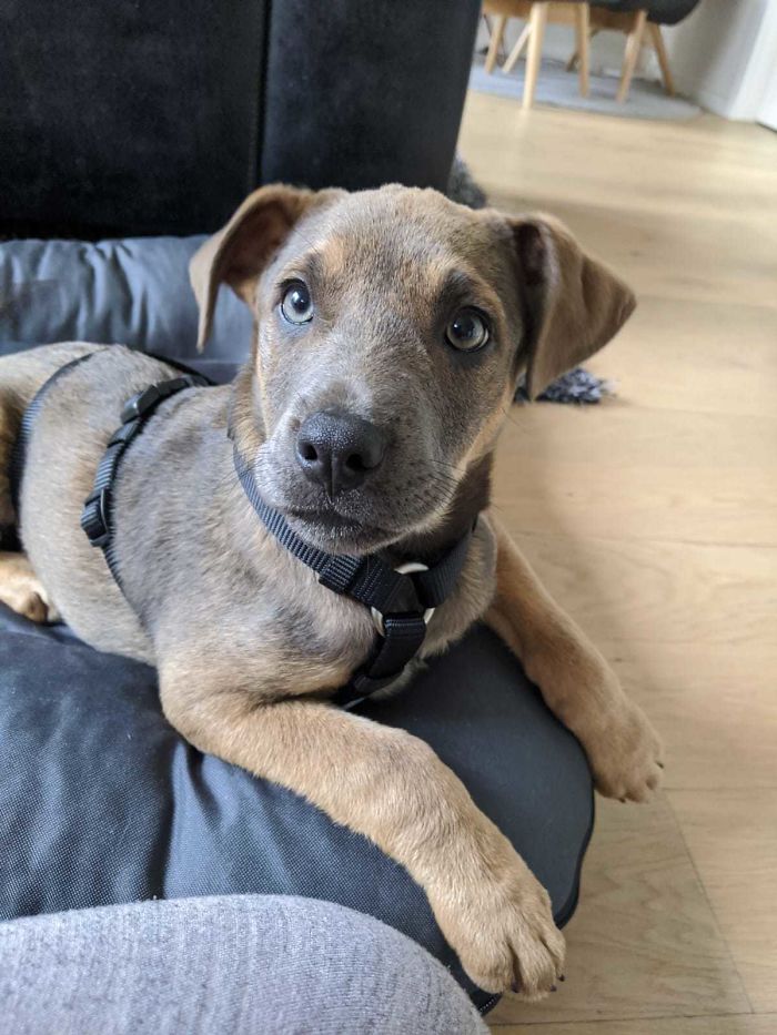 Welcome Home, Odin. Adopted A Romanian Street Pupper And Brought Him To Berlin