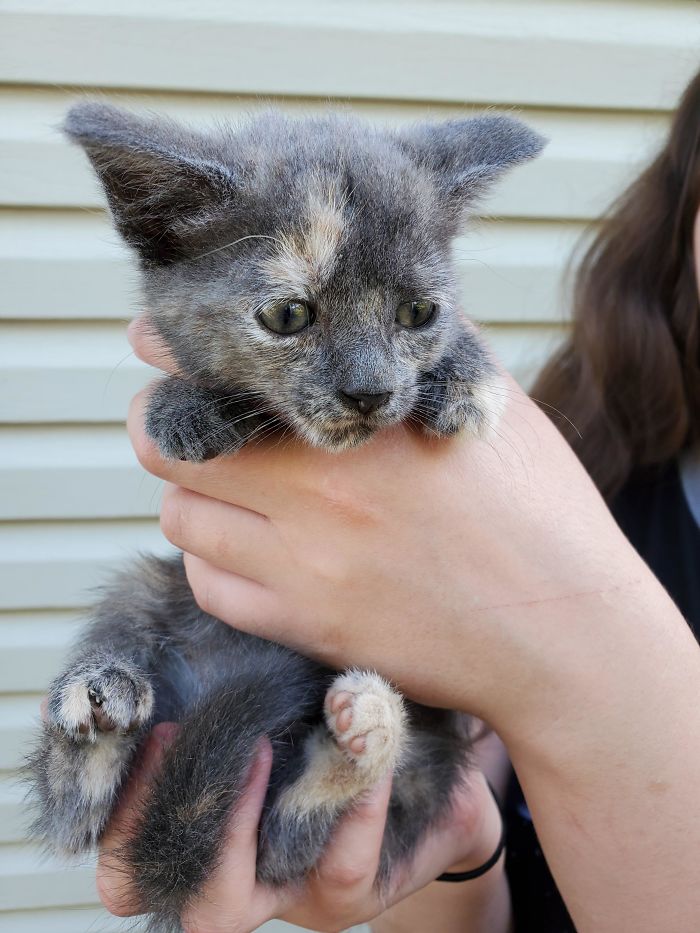 We Adopted A Stray Kitten. Meet Our Ellie