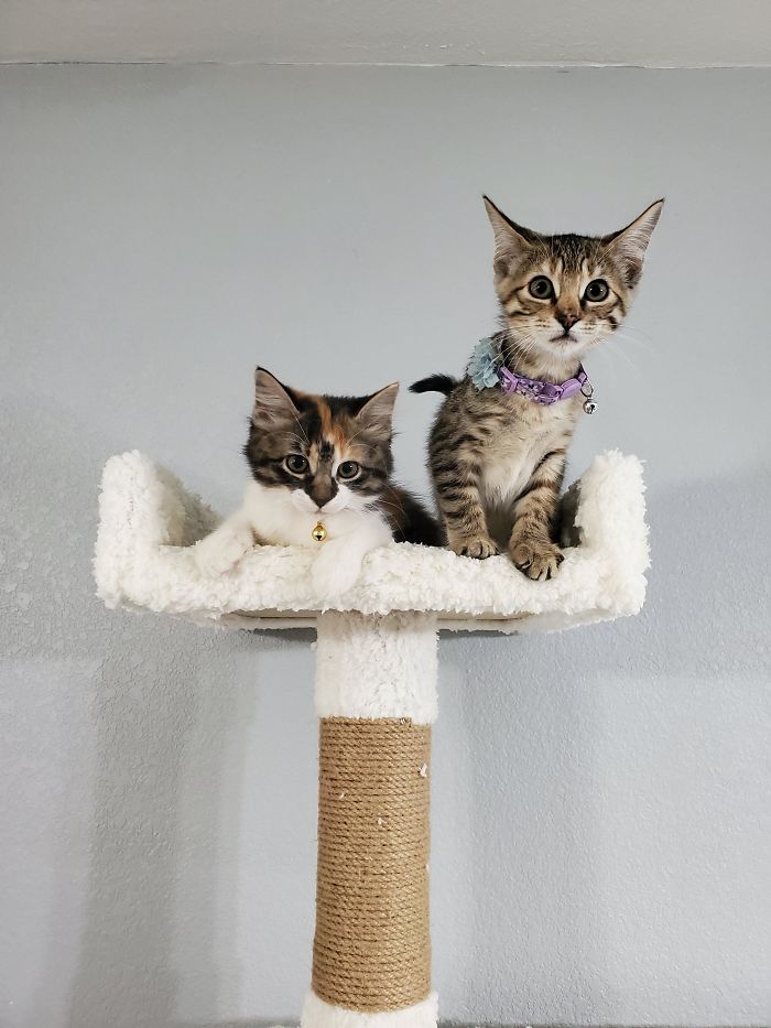 Just Adopted These Two Sisters. Meet Katara And Kora