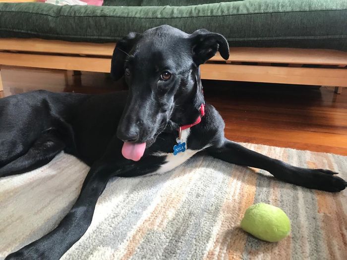 We Adopted Her A Month Ago... She Was Scared Of Everything Then, Including The iPhone Camera Noise, And Now She’s Posing For Pictures. I Am So, So Proud