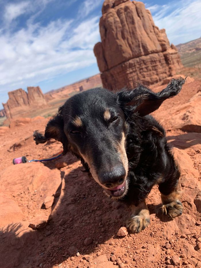 Rescued This Old Man As A Stray From The Humane Society. Here’s Peewee’s First Trip To Moab!