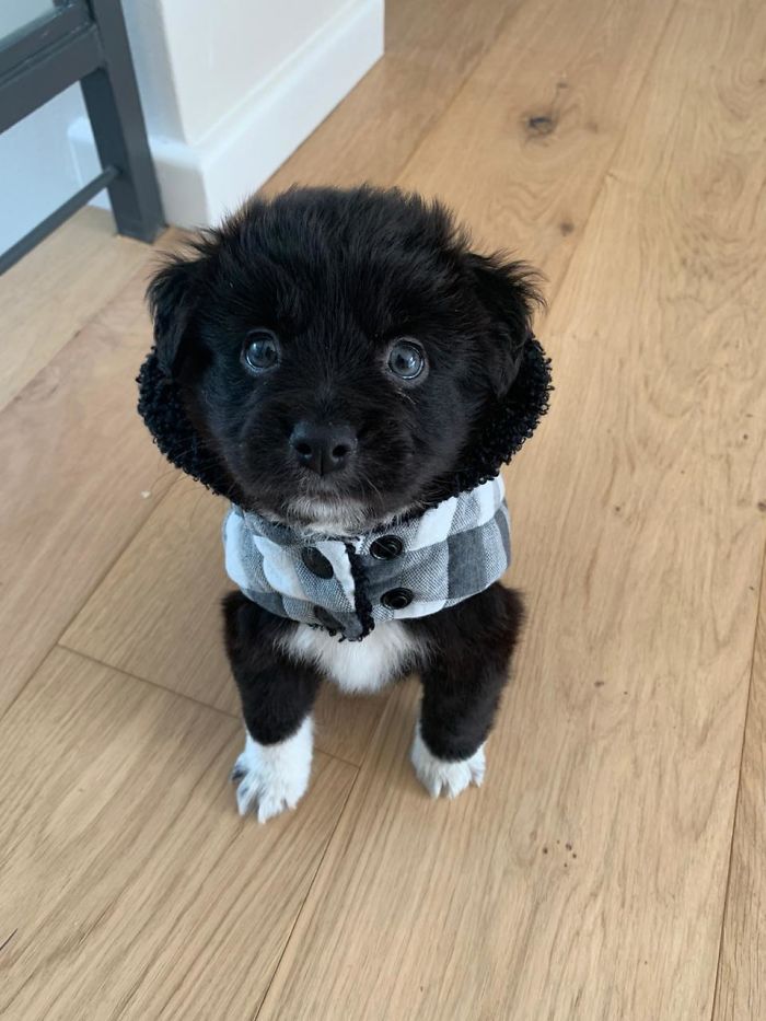 Hey Reddit, This Is Bentley. The First Pupper I’ve Ever Had. Collie / Lab Rescue From Cape Town, South Africa