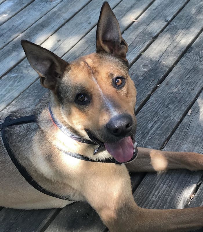 This Dog’s Owner Was Going To Dump Him Friday Night If They Couldn’t Find Someone To Take Him By 9. I Saw The Post At 8:40. We Went To Get Him, And Couldn’t Bring Ourselves To Call A Rescue The Next Day. He’s Family Now