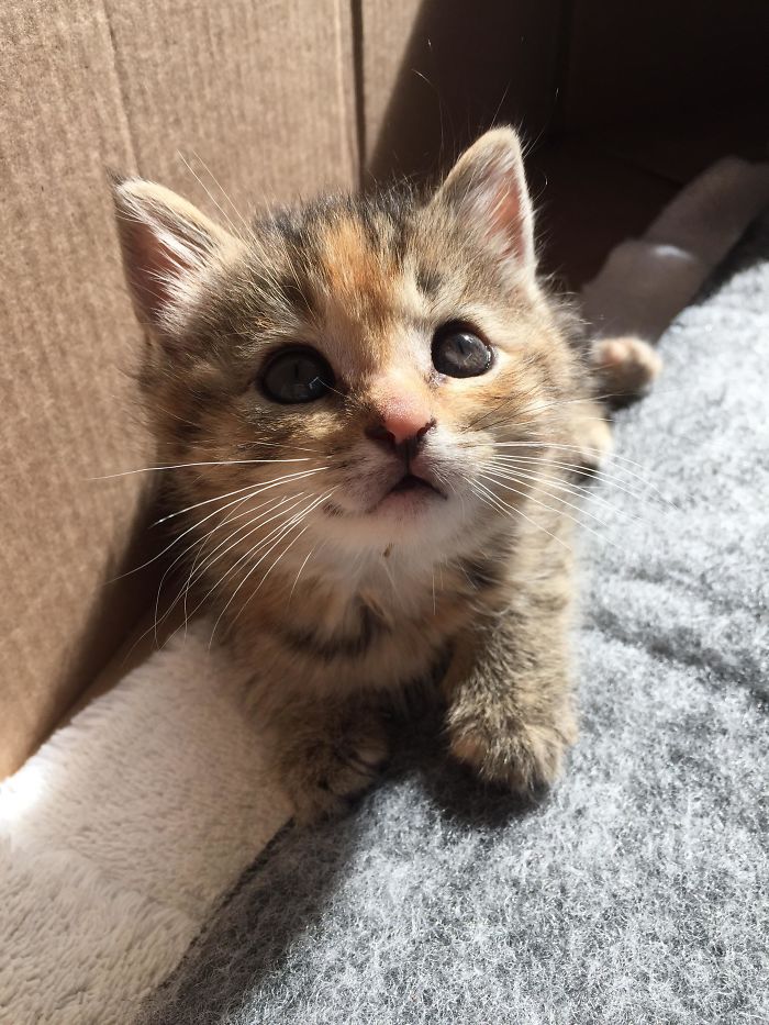 Rescued A Very Photogenic Kitten We Are Thinking Of Naming Her Willow