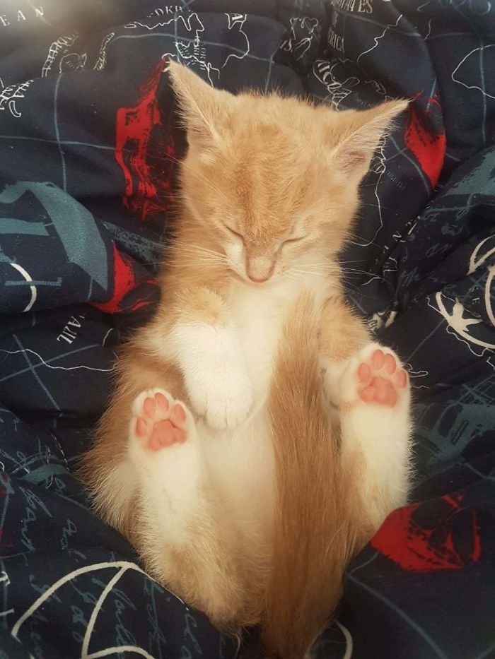 Our Rescue Baby Waffles