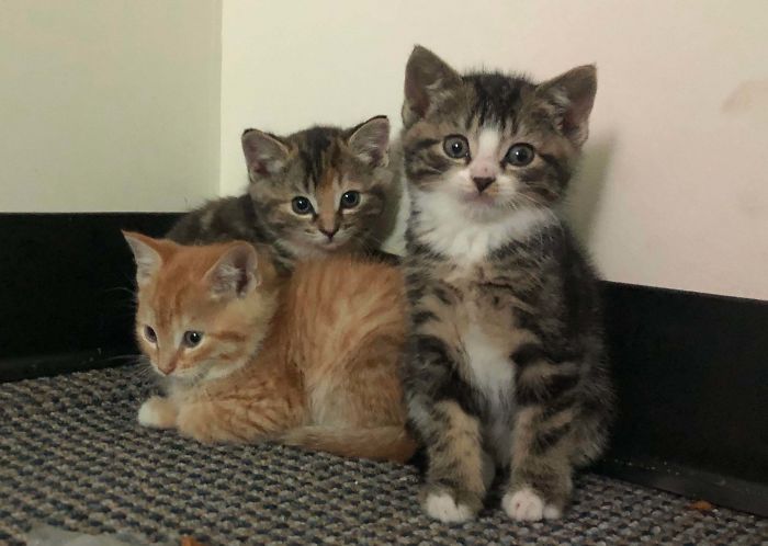 These Little Furballs Just Came Into Our Life. They Were Living In The Brush Near The Train Tracks Around 20 Feet From Where Our Long Lost Kitty’s Resting Place Is And We Rescued Them And Are Giving Them A Forever Home