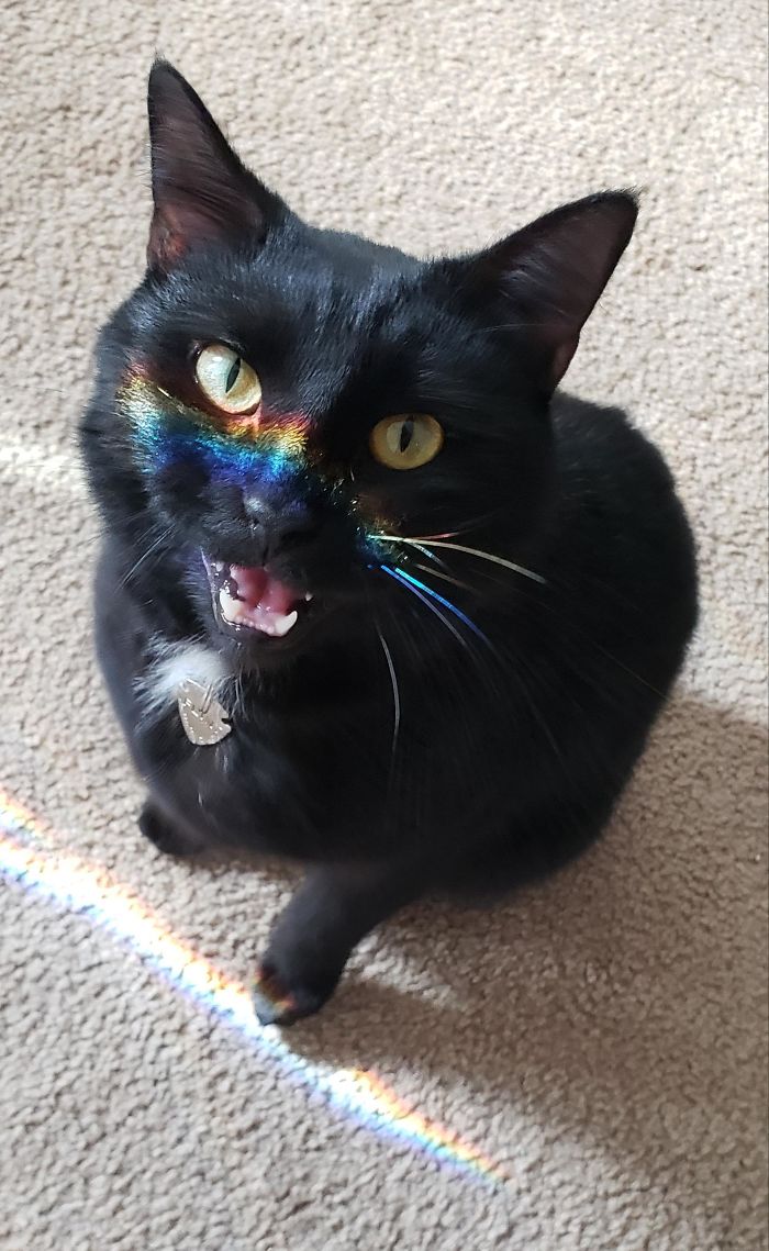 The Small, Screaming Rainbow Face Of Rescue Boy, Flint