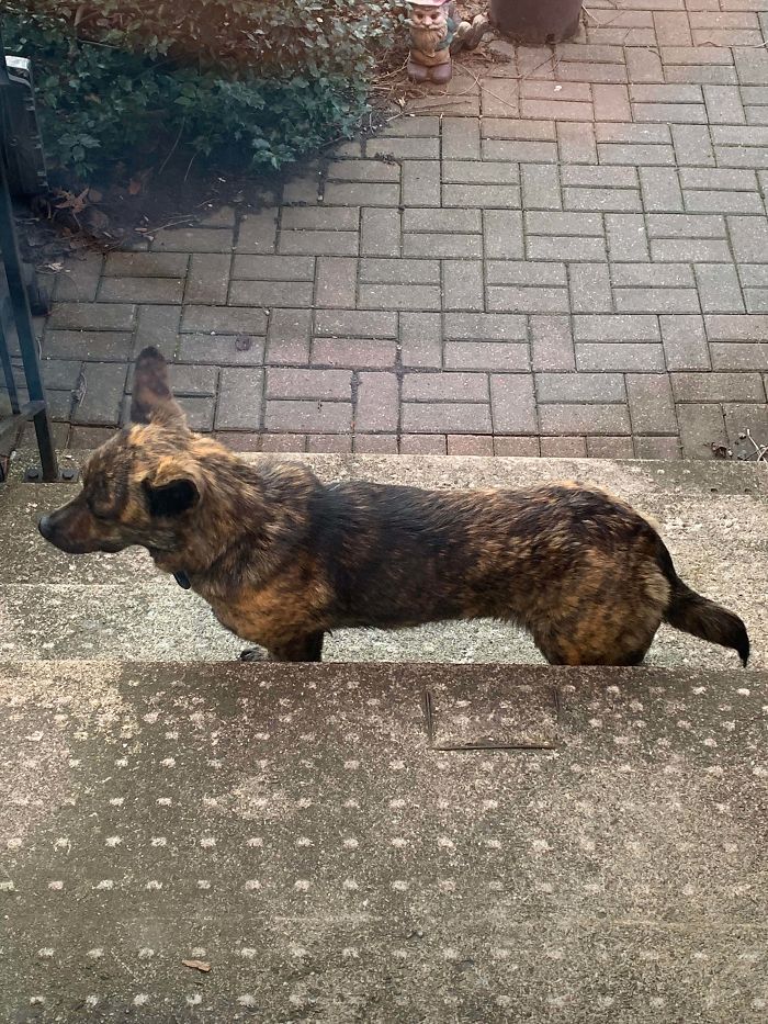 Lily The Rescue. She’s A Little Broken But A Good Girl