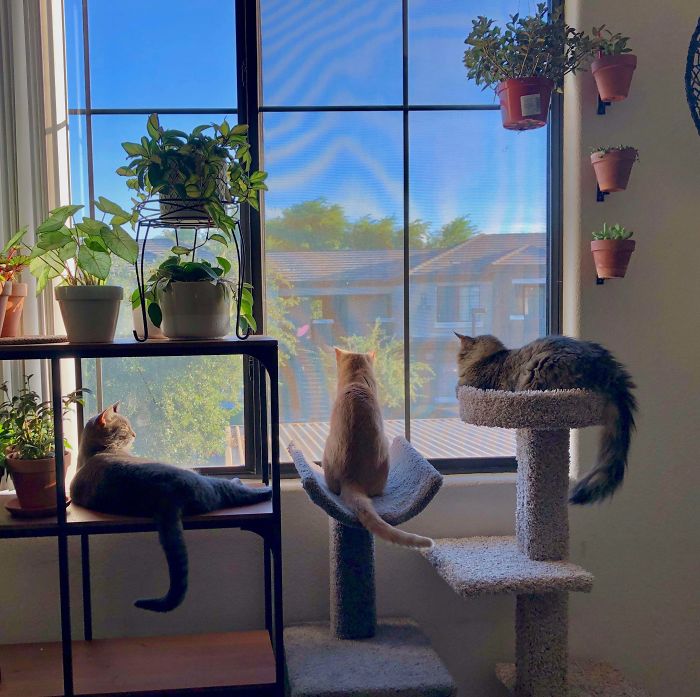 We Rescued A Kitty (The Middle Guy) - This Is Day 2 Of Introducing Him To My Other Cats. He Fits Right In!