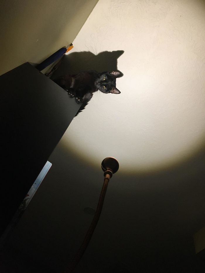 I Didn’t Realize I Was Rescuing A Gargoyle