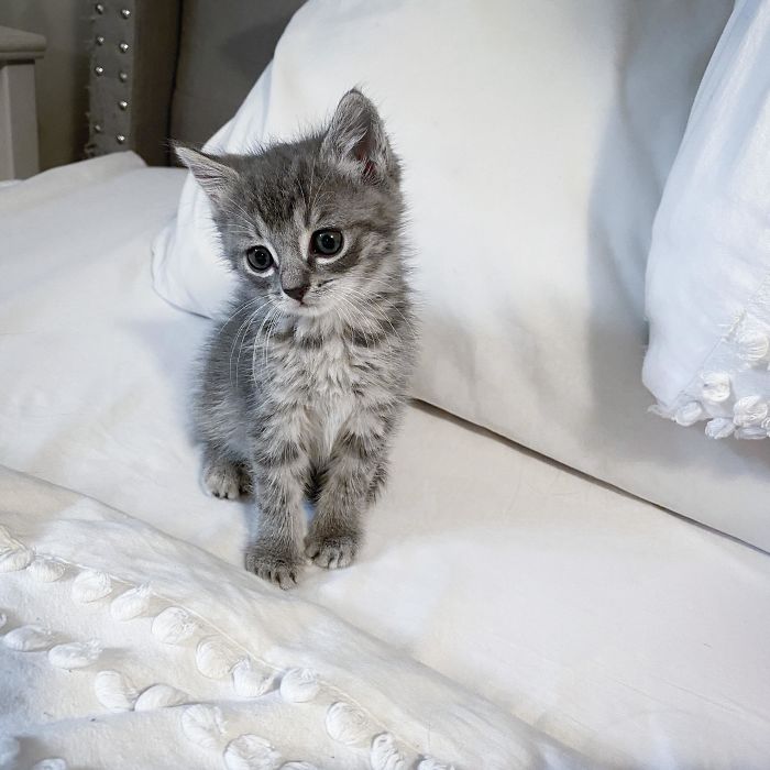 This Poor Baby Was Left Abandoned In A Bush, But We Rescued Her And She Is Doing Amazing Now. She’s The Tiniest Kitten I’ve Ever Seen, Literally The Size Of An iPhone. I Already Love Her So Much