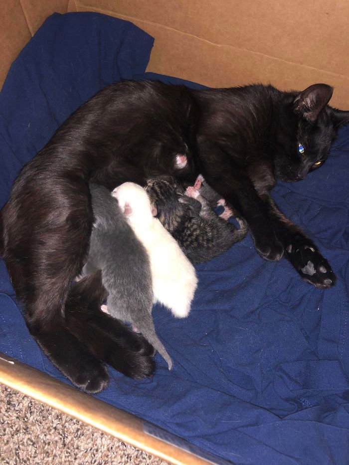 My Little Void Cat Printed On 4 Different Settings Last Night. Didn’t Know We’d Be Rescuing 5 Lives When We Took Her In