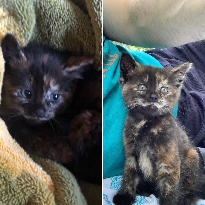 My Mom Rescued A Kitten Who Was Near-Death On The Side Of The Road, Crawling, Dehydrated, And Panting In Extreme Heat On Tuesday. On The Left, After She Was Cooled Down And Washed That Day. On The Right, Today. Meet Stella!