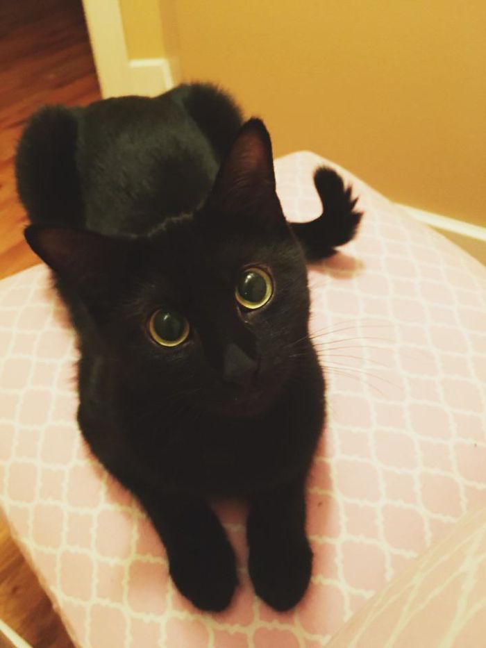 Meet Minka! Our 1 Year Old Rescue Celebrated Her First Full Week In Her Forever Home