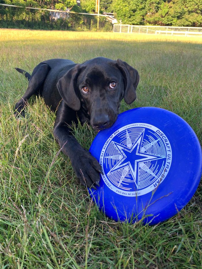 For 20 Years I’ve Wanted A Dog...the Fam Finally All Agreed. Meet Gus, A Rescue Found In A Ditch In Arkansas, Now Best Boy In The World With A Loving Family!