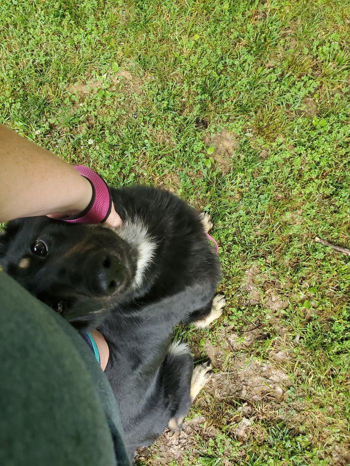 Taj Is A 2yo Rescue Who Thinks I Hung The Moon And Is The Sweetest Of Good Girls