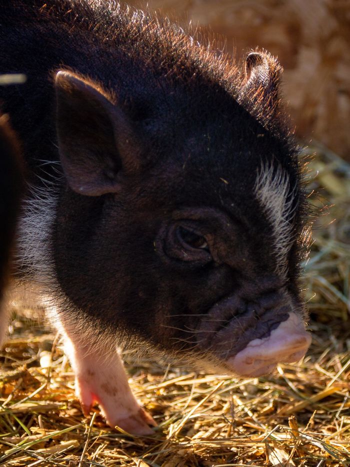 A Precious Piglet From Better Piggies Rescue!