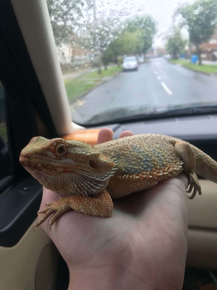 My First “Rescue”, Please Welcome Beans!!