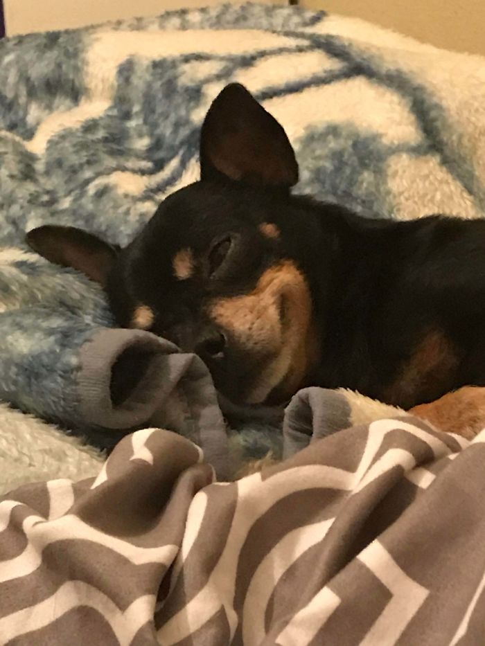 Just Adopted This Little Boy. They Warned Me That He Was Aggressive, Unaffectionate, And May Not Want To Be Near Me. This Is Him The First Night, Cuddled Up In Bed With Me, Smirking