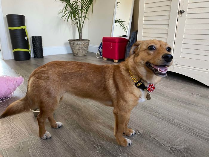 The First Time We’ve Seen Our Pup Smile Since We Adopted Her! She’s Coming Out Of Her Shell More And More Each Day