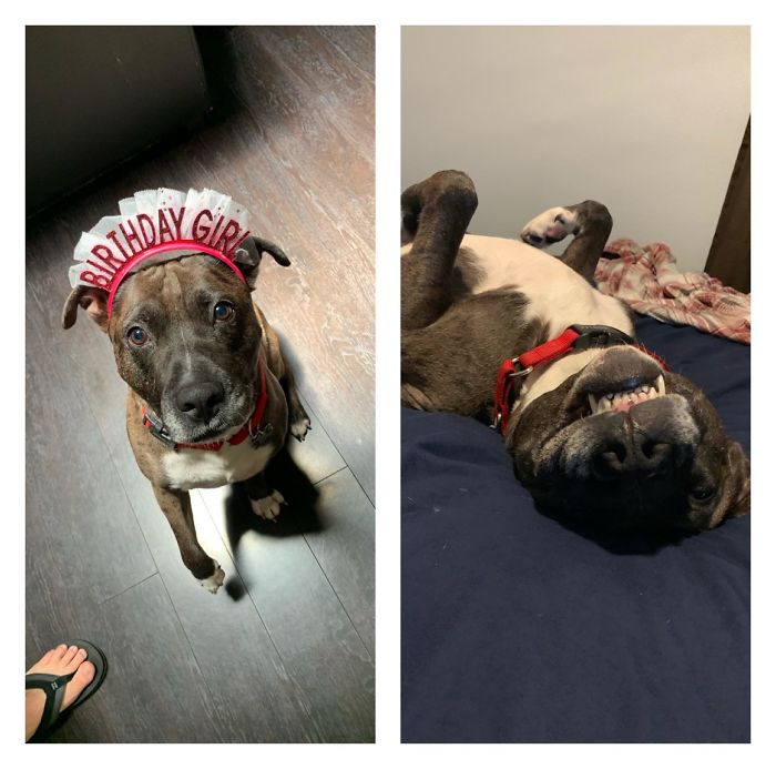 Meet Bodie. I Adopted Him Last Month. He’s Not A Girl And It Wasn’t His Birthday (Was A Friends) But He Wanted To Wear The Hat. Also He Sleeps Weird Sometimes