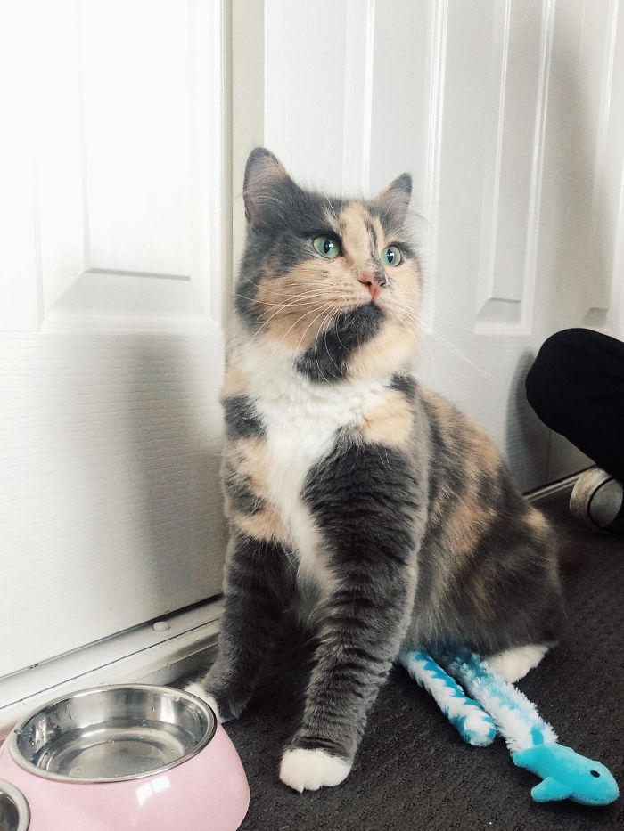 Two Weeks Ago I Finally Got An Appointment At My Local Shelter. I Went With The Full Intention Of Adopting A Kitten, But The First Cat I Saw Was This Beautiful Girl. Her Name Is Peach, She’s Three And A Half Years Old And She’s Perfect