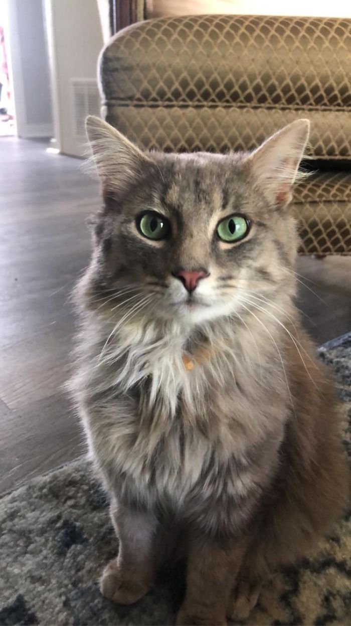 We Adopted Our Pretty Boy Felix Yesterday